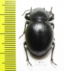 Tenebrionidae sp.  Zimbabwe - INSECTS-STORE.RU