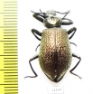Tenebrionidae sp.  Congo - INSECTS-STORE.RU