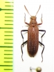 Tenebrionidae sp.  Kenya - INSECTS-STORE.RU
