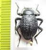 Tenebrionidae sp.  Namibia - INSECTS-STORE.RU