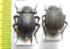 Tenebrionidae sp., pair  Namibia - INSECTS-STORE.RU