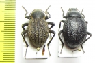 Tenebrionidae sp., pair  Namibia - INSECTS-STORE.RU
