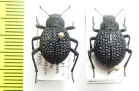 Alogenius cavifrons, pair  Namibia - INSECTS-STORE.RU