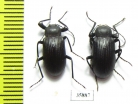 Tenebrionidae sp.  Tanzania - INSECTS-STORE.RU