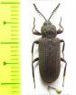 Tenebrionidae sp.  Tanzania - INSECTS-STORE.RU