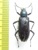 Tenebrionidae sp.  Tanzania - INSECTS-STORE.RU
