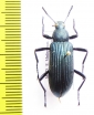 Tenebrionidae sp.  Madagascar - INSECTS-STORE.RU