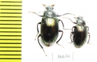 Tenebrionidae sp.  Madagascar - INSECTS-STORE.RU