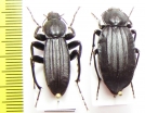 Tenebrionidae sp., pair  Madagascar - INSECTS-STORE.RU