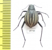 Tenebrionidae sp.  South Africa Rep. - INSECTS-STORE.RU