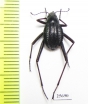 Tenebrionidae sp.  South Africa Rep. - INSECTS-STORE.RU