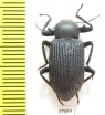 Tenebrionidae sp.  South Africa Rep. - INSECTS-STORE.RU