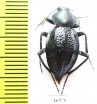 Tenebrionidae sp.  South Africa Rep. - INSECTS-STORE.RU