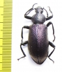 Odontopezus sp.  South Africa Rep. - INSECTS-STORE.RU