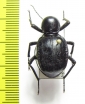 Dichta sp.  South Africa Rep. - INSECTS-STORE.RU