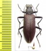 Tenebrionidae sp.  Argentina - INSECTS-STORE.RU