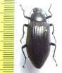 Tenebrionidae sp.  Argentina - INSECTS-STORE.RU