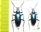 Lystronychus sp.  Argentina - INSECTS-STORE.RU