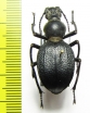 Megelenophorus americanus  Argentina - INSECTS-STORE.RU