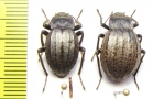 Mitragenius quadricollis, pair  Argentina - INSECTS-STORE.RU