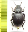 Scotobius akidioides  Argentina - INSECTS-STORE.RU