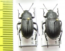 Eleodes tricostata, pair  Canada - INSECTS-STORE.RU