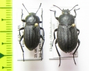 Eleodes tricostata, pair  Canada - INSECTS-STORE.RU