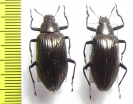 Tenebrionidae sp., pair  Paraguay - INSECTS-STORE.RU