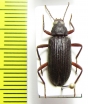 Tenebrionidae sp.  Paraguay - INSECTS-STORE.RU