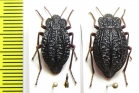 Callyntra carbonaria, pair  Chile - INSECTS-STORE.RU