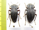 Callyntra multicostata, pair  Chile - INSECTS-STORE.RU