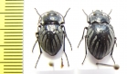 Gyriosomus amabilis, pair  Chile - INSECTS-STORE.RU