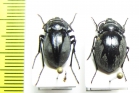 Gyriosomus barriai, pair  Chile - INSECTS-STORE.RU