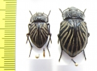 Gyriosomus luczoti, pair  Chile - INSECTS-STORE.RU