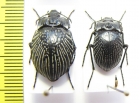 Gyriosomus whitei, pair  Chile - INSECTS-STORE.RU