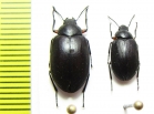 Nyctopetus tenebrioides  Chile - INSECTS-STORE.RU