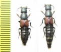 Staphylinidae sp.  Argentina - INSECTS-STORE.RU