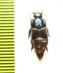 Staphylinidae sp.  Brasilia - INSECTS-STORE.RU