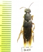 Staphylinidae sp.  Honduras - INSECTS-STORE.RU