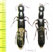 Staphylinidae sp.  Kazakhstan - INSECTS-STORE.RU