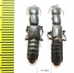 Staphylinidae sp.  Kazakhstan - INSECTS-STORE.RU