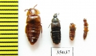 Staphylinidae sp.  Laos - INSECTS-STORE.RU