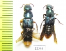 Staphylinidae sp.  Peru - INSECTS-STORE.RU