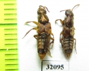 Staphylinidae sp.  Peru - INSECTS-STORE.RU