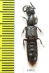 Staphylinidae sp.  Peru - INSECTS-STORE.RU