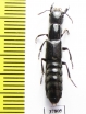 Staphylinidae sp.  Russia, Astrakhan reg. - INSECTS-STORE.RU