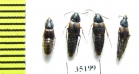 Staphylinidae sp.  Russia, Far East - INSECTS-STORE.RU