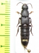 Staphylinidae sp.  Russia, Far East - INSECTS-STORE.RU