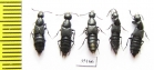 Staphylinidae sp.  Russia, Far East - INSECTS-STORE.RU