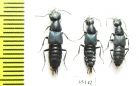 Staphylinidae sp.  Russia, Far East - INSECTS-STORE.RU